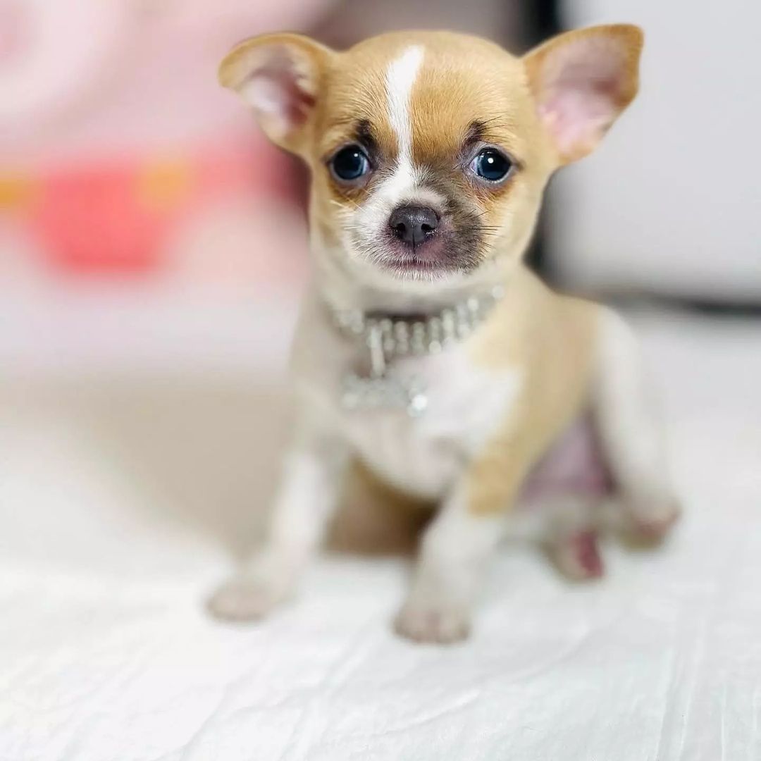 Chihuahua Puppies